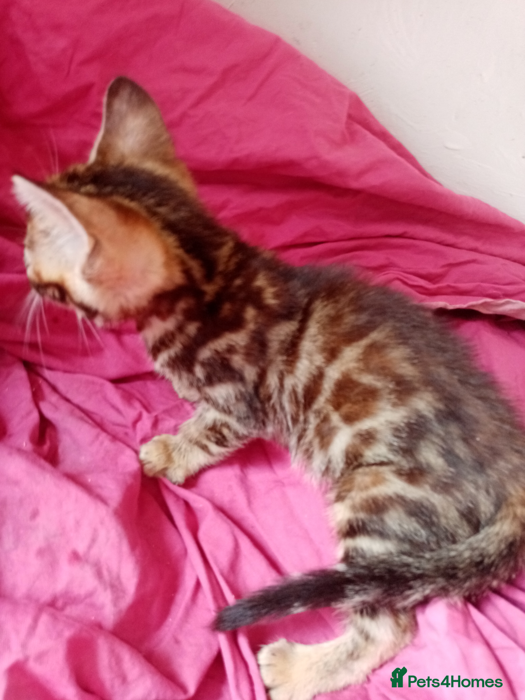 Mixed Breed cats for sale: Lovely Ginger and Rosetted Kittens - Image 27