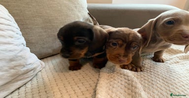 Dachshund dogs - Advert 14