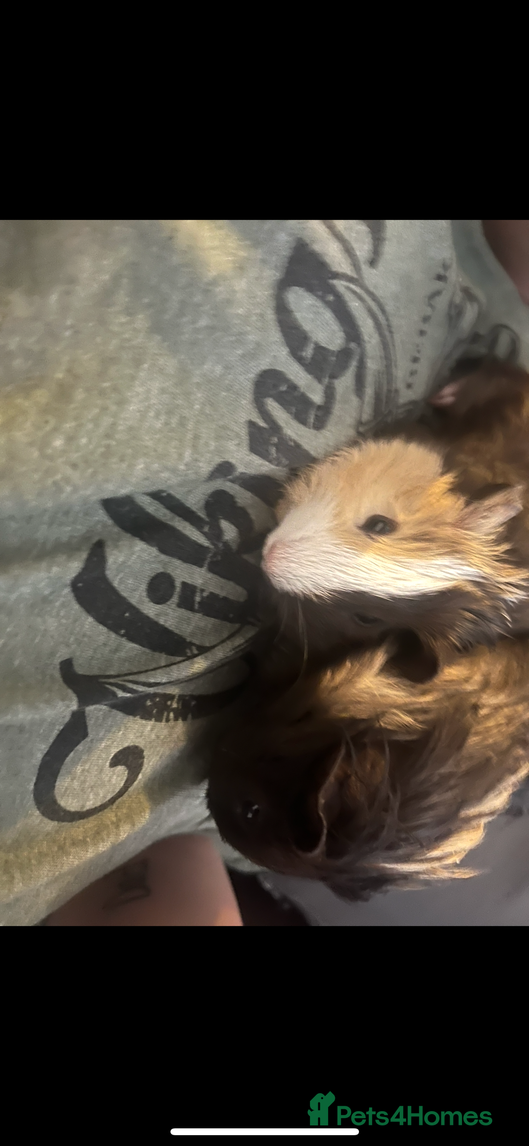Guinea Pig rodents for sale: 4 guinea pigs  - Image 2