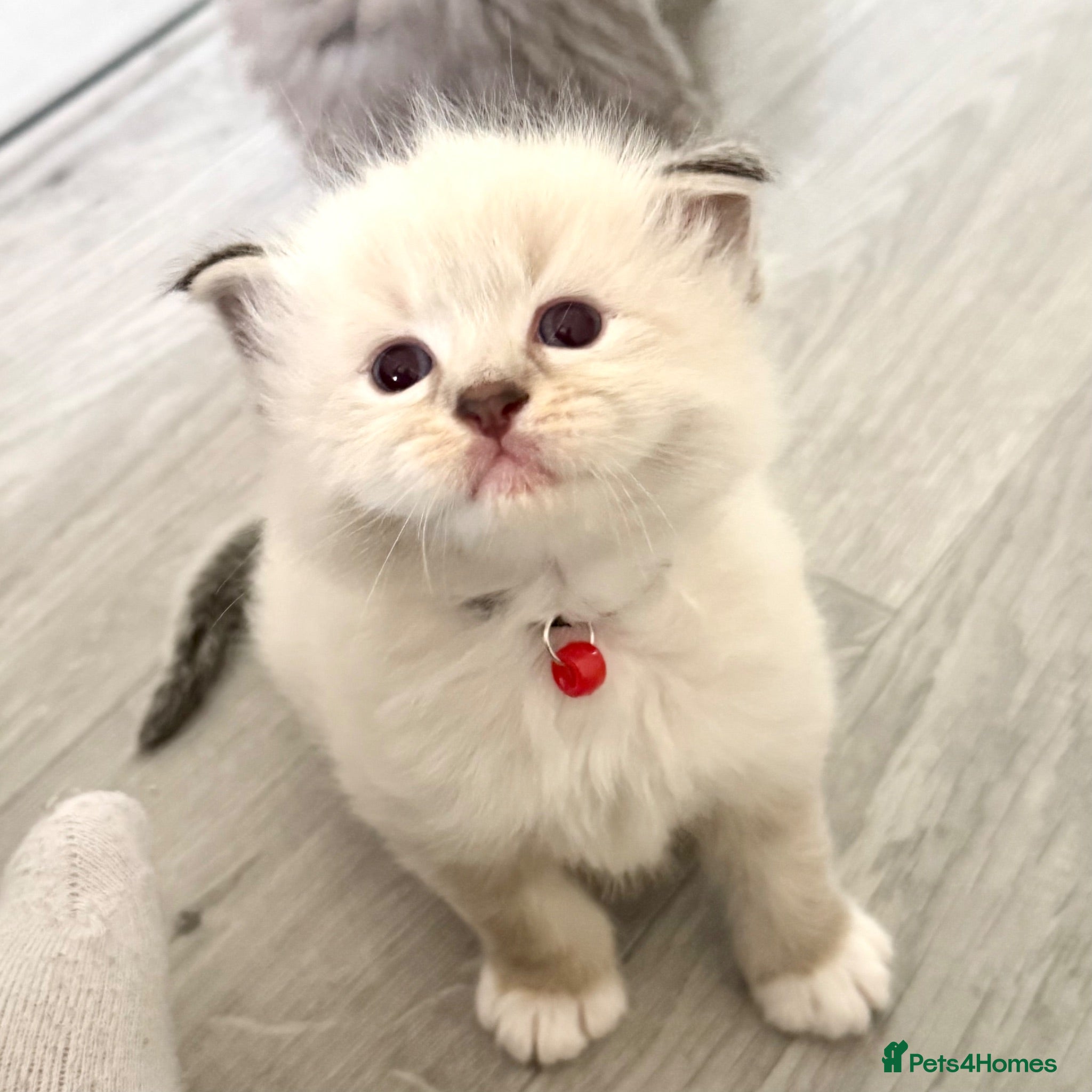 Ragdoll cats TICA Registered - 5 left - Advert 2