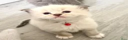 Ragdoll cats for sale: Beautiful TICA Registered Ragdoll Kittens - Advert 3