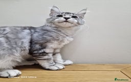 Maine Coon cats for sale: 🍁🍂Good females🏡🎯📣 - Image 8