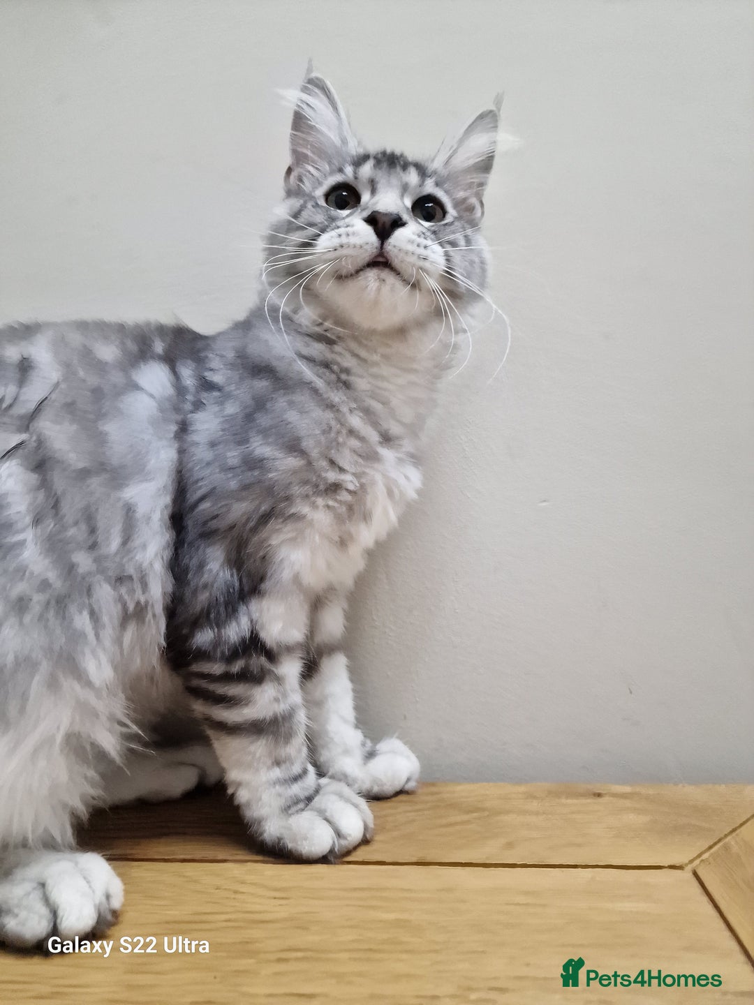Maine Coon cats for sale: 🍁🍂Good females🏡🎯📣 - Image 8