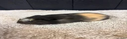 Guinea Pig rodents for sale: Baby Guinea pigs - Advert 7