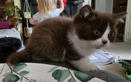 British Shorthair cats for sale: Chocolate Bi-colour GCCF registered boy - Image 3