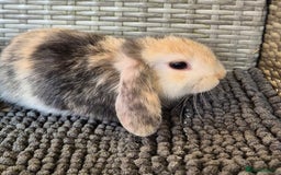 Mini Lop rabbits for sale: Mini Lop Baby Bunnies  - Image 6