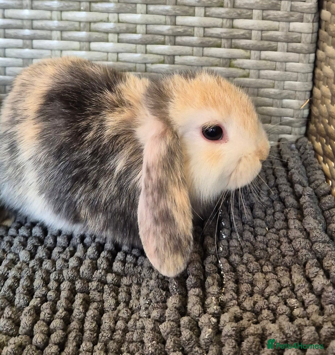 Mini Lop rabbits for sale: Mini Lop Baby Bunnies  - Image 6