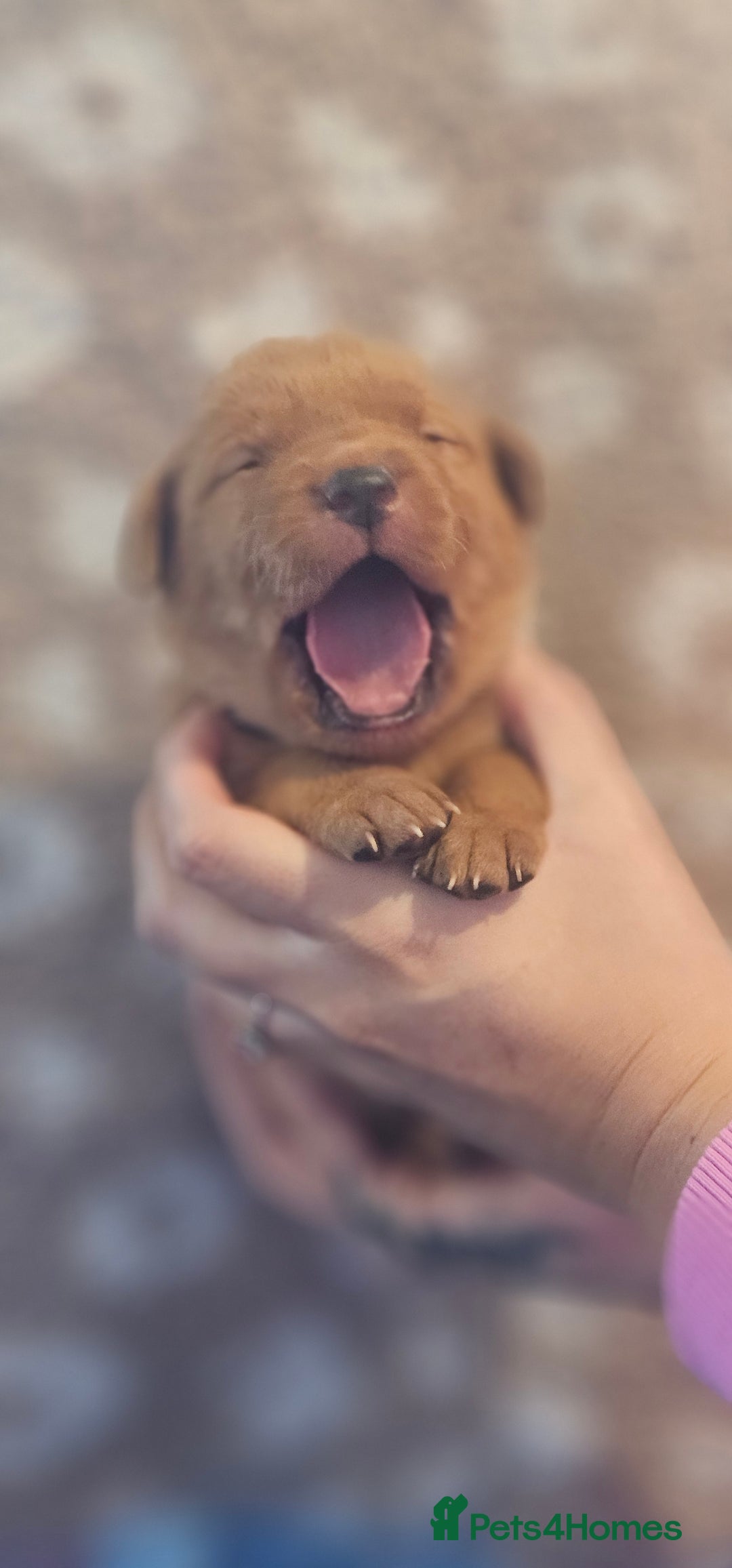 Labrador Retriever dogs for sale: KC Fox Red Labrador Puppys - Advert 10