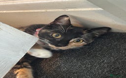 Mixed Breed cats for sale: Foxy - £50 - Advert 6