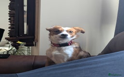 Mixed Breed dogs for sale: Roo - Lovely Small Dog - Image 9