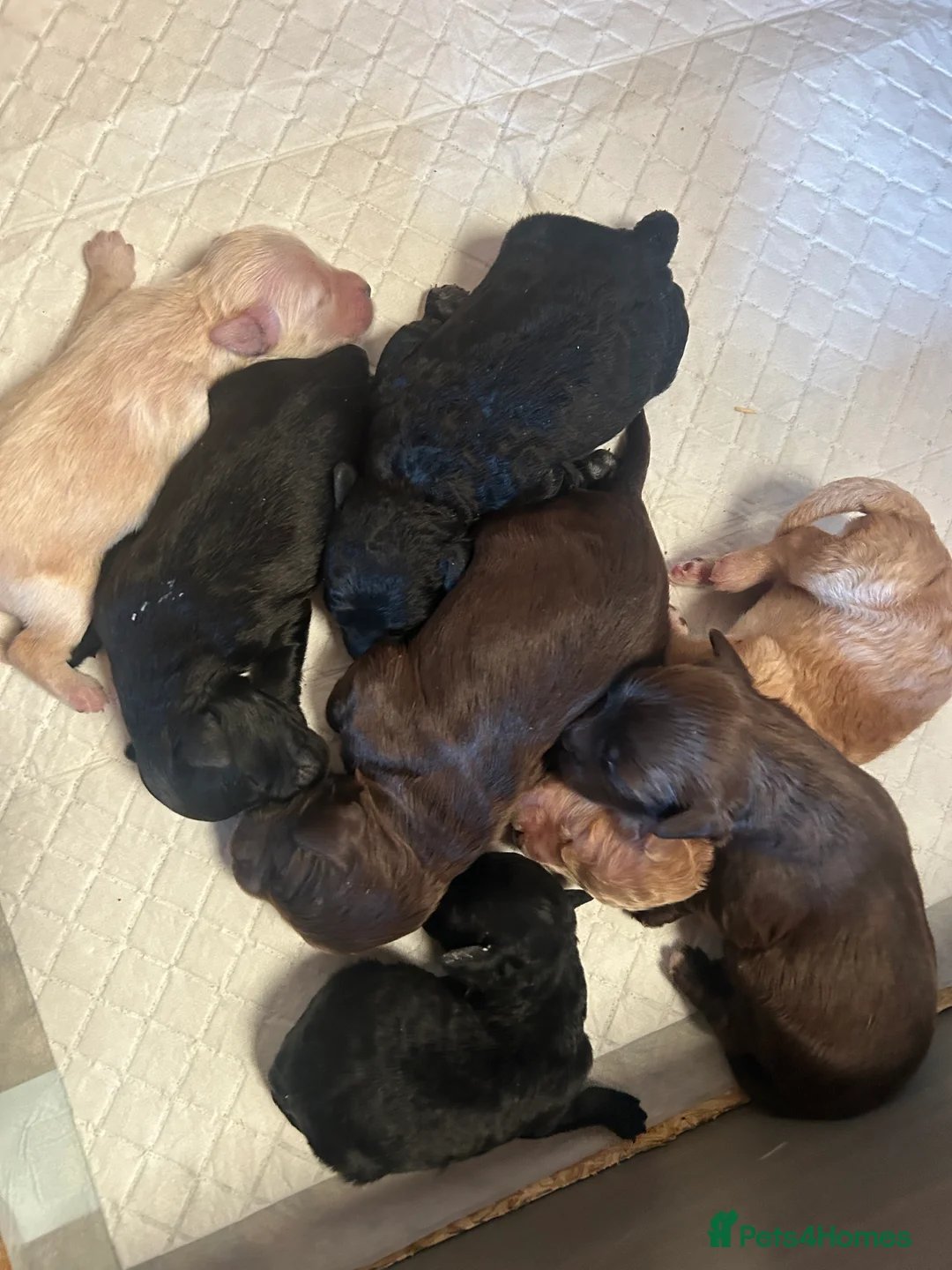 Cockapoo dogs for sale: Cockerpoo puppies  - Advert 11