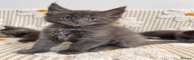 Maine Coon 4
