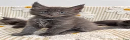 Maine Coon cats for sale: Tica Registered 5 Russian Mainecoon   - Advert 16