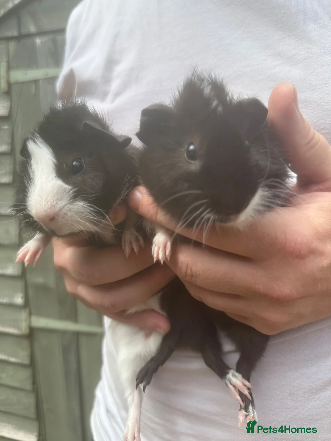 Guinea Pig rodents for sale: AVAILABLE Bonded pair of male piglets ready now! - Advert 1