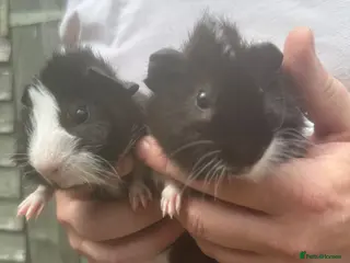 Guinea Pig rodents Bonded pair of baby male pigs seeking forever home - Advert 2