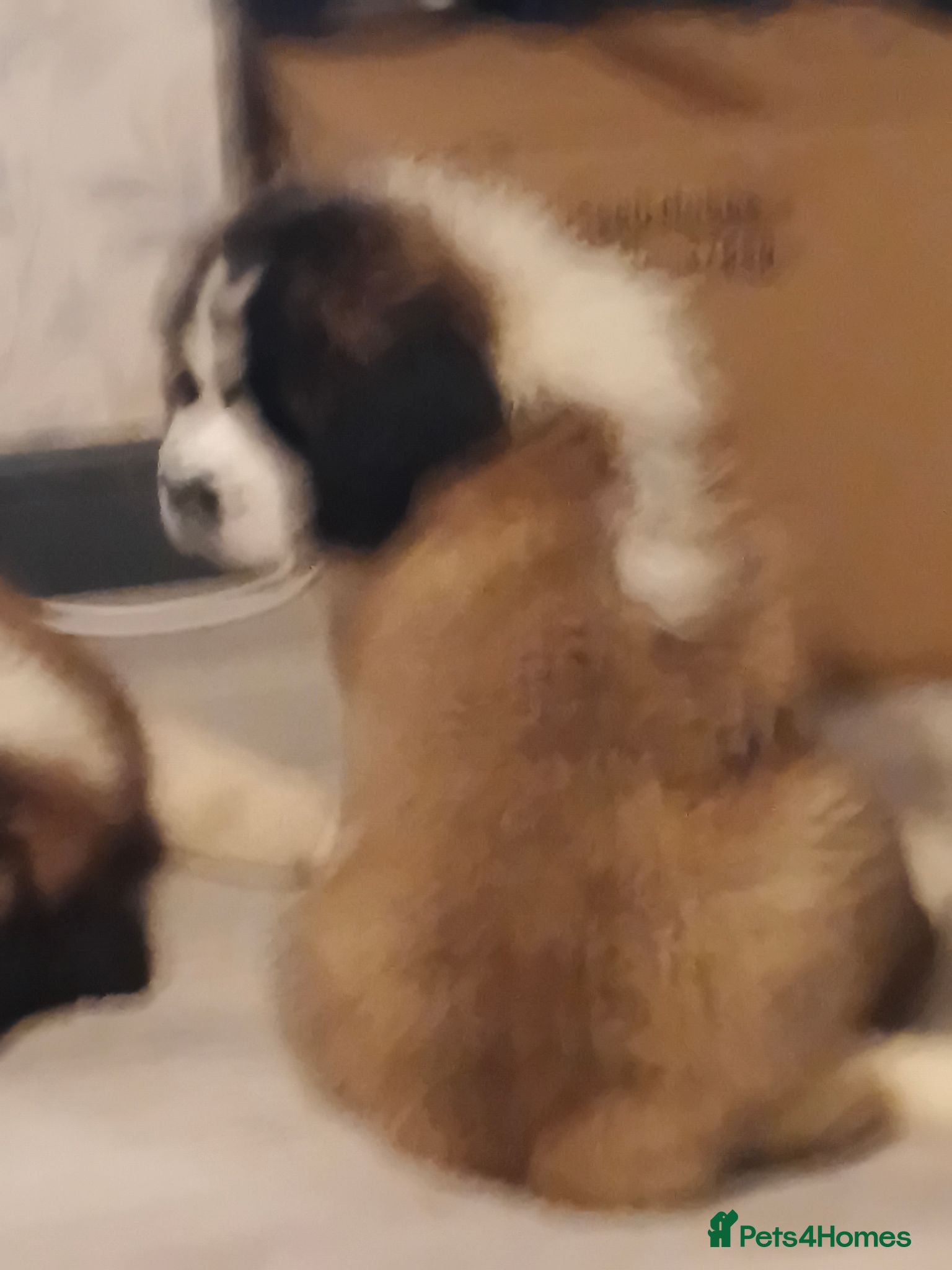 Saint Bernard dogs 16th August 2 stunning girls stunning girls  - Advert 2