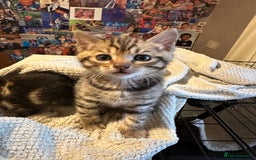 Bengal cats for sale: Snow Lynx, Marble & Brown Rosette Bengals - Image 21