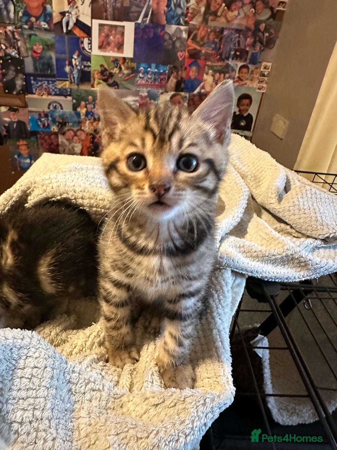 Bengal cats for sale: Snow Lynx, Marble & Brown Rosette Bengals - Image 21