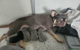French Bulldog dogs for sale: French Bulldog Puppies - Image 1