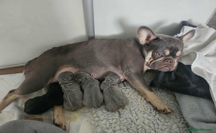 French Bulldog dogs - Advert 4