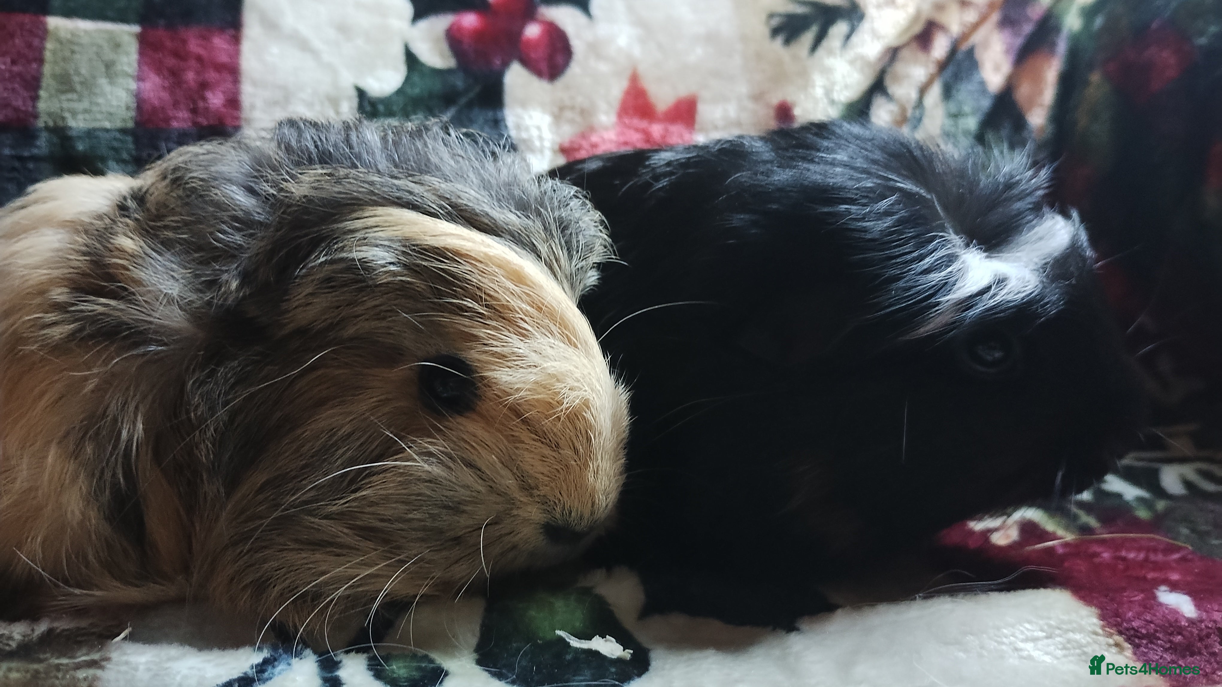 Guinea Pig rodents Long  hair pair of girls guinea pigs ready now  - Advert 17