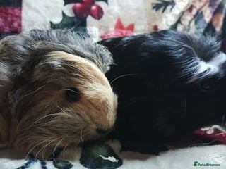 Guinea Pig rodents Long hair pair of girls guinea pigs ready now - Advert 17