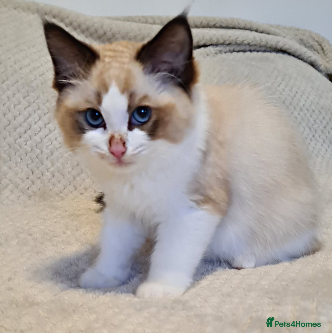 Ragdoll cats for sale: 5 Purebred Ragdolls – Loving Homes Needed - Image 8