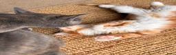 Mixed Breed cats for sale: Adorable Fluffy Kittens!  in Uckfield - Advert 3