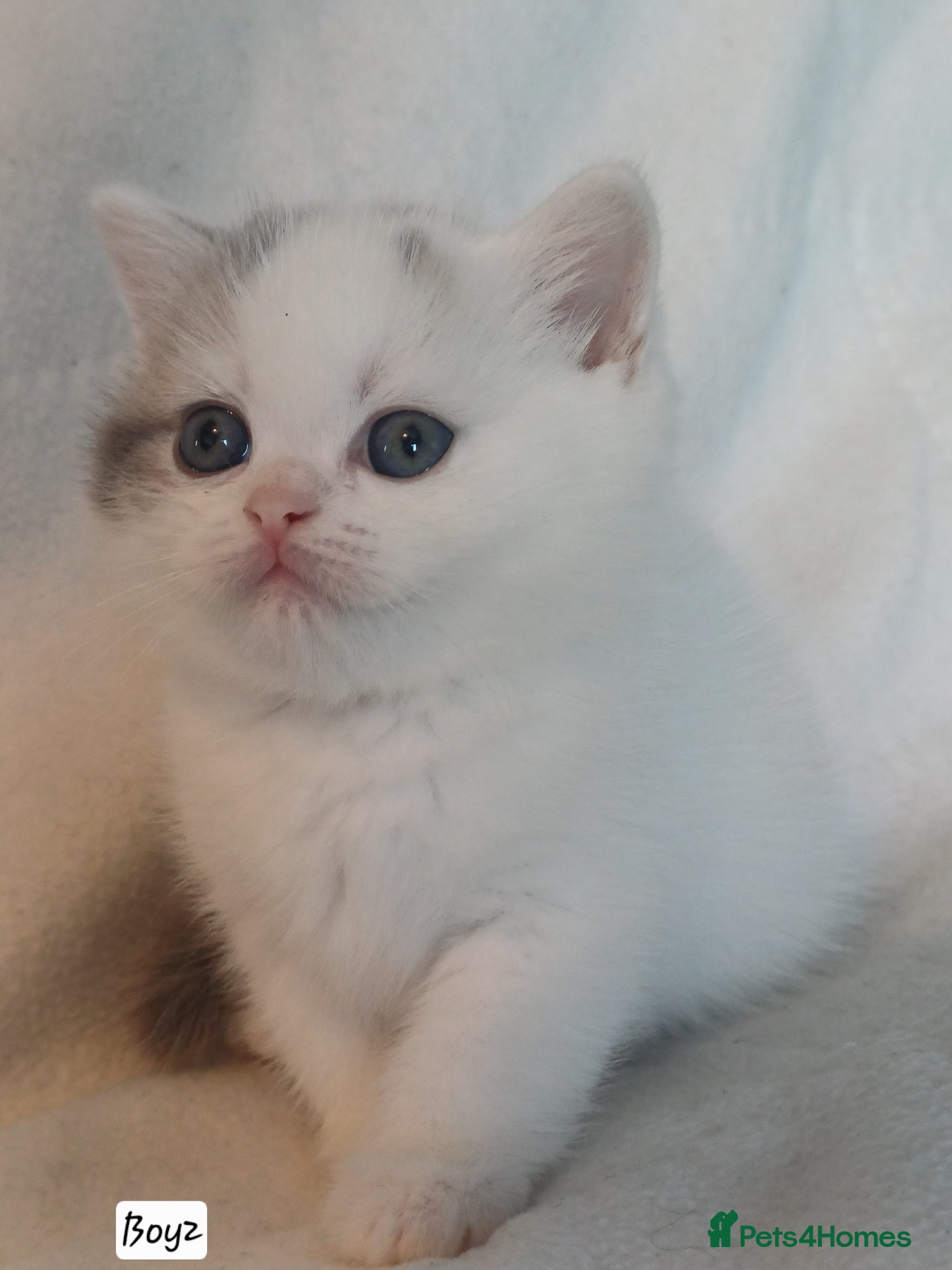 British Shorthair cats Gorgeous Brittish Shorthair 🐱 - Advert 1