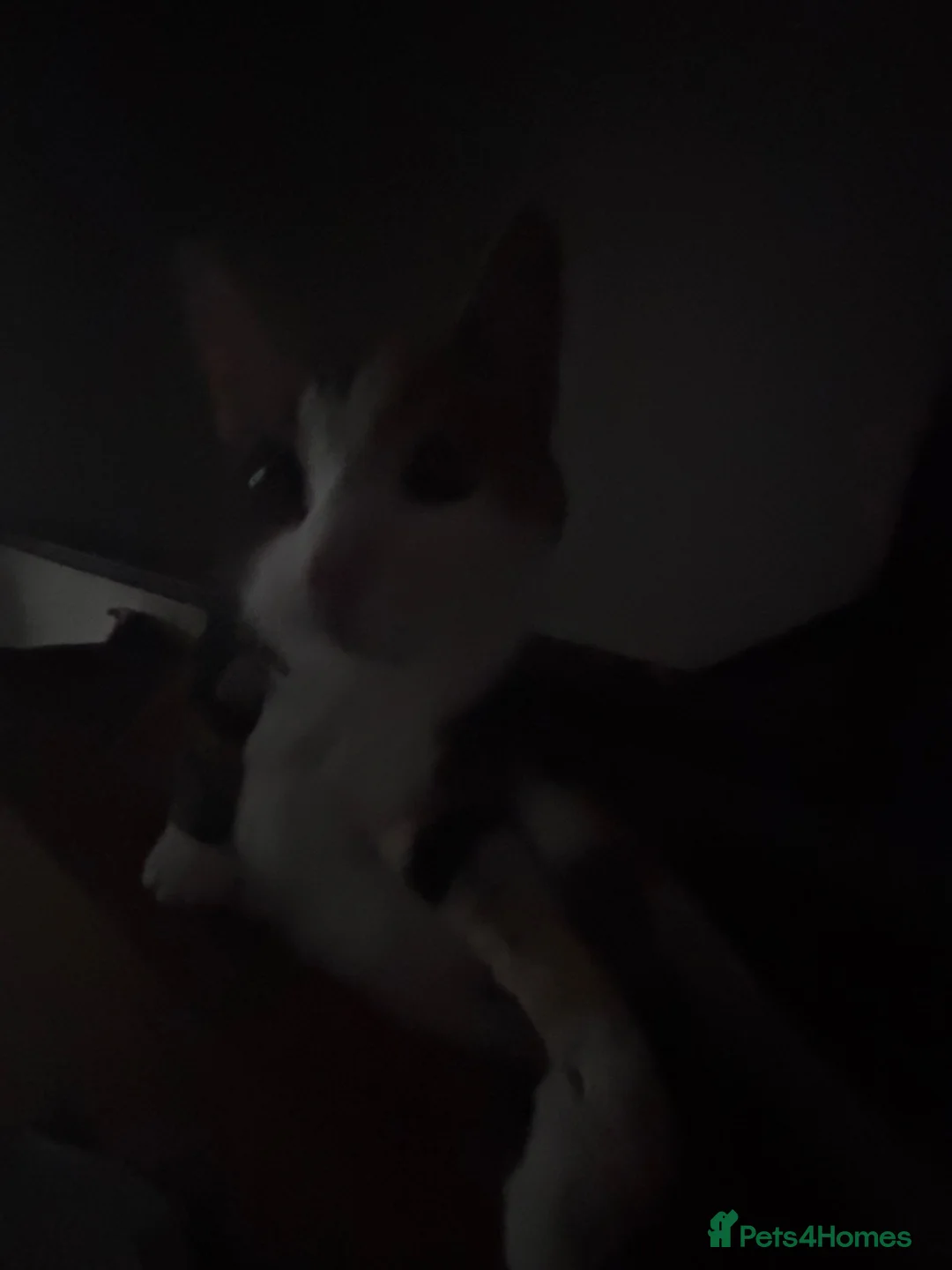 Mixed Breed cats for sale: Bandy kitten for sale in London - Advert 2