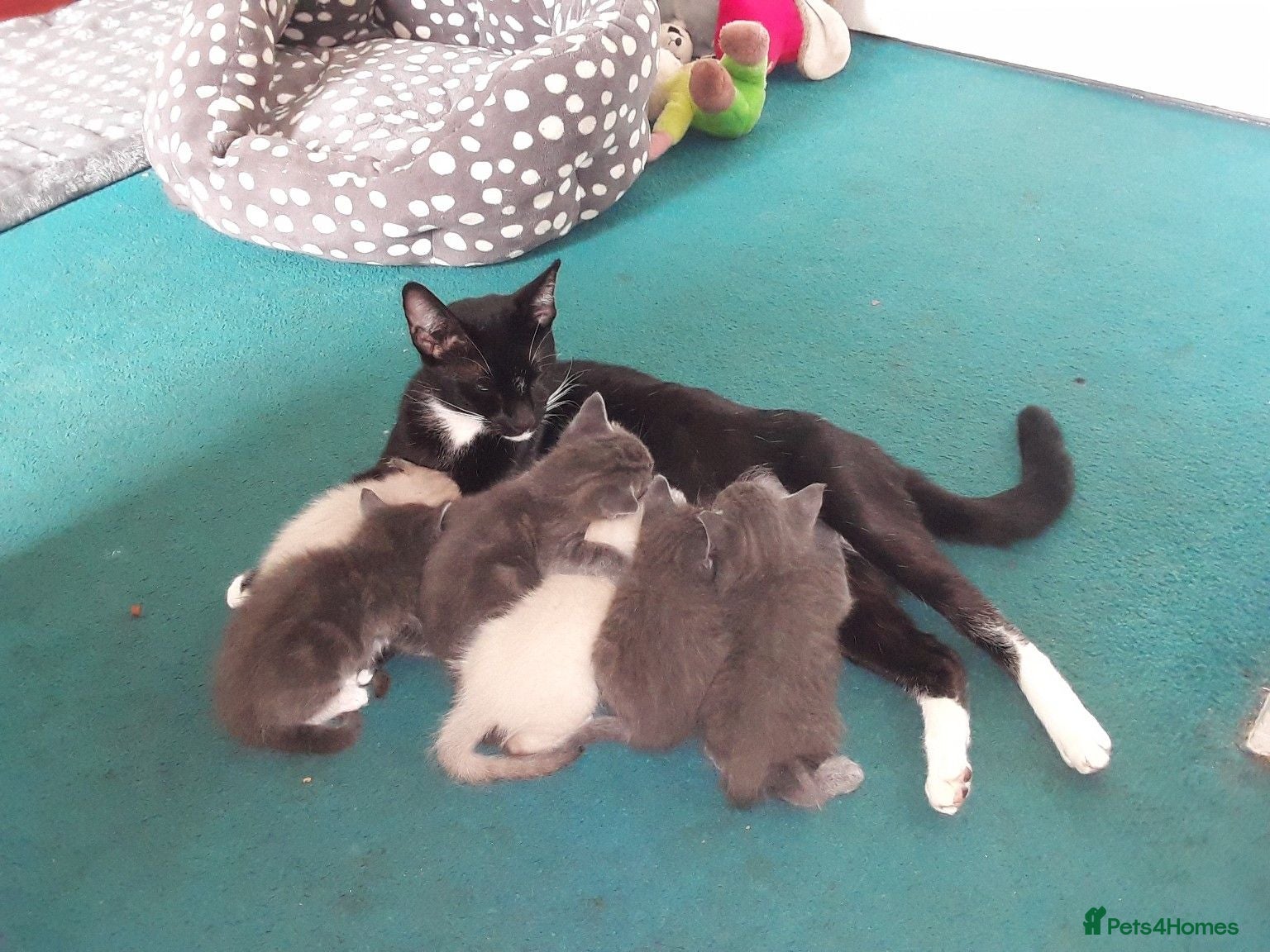 Mixed Breed cats Beautiful kittens, serious loving homes only - Advert 8