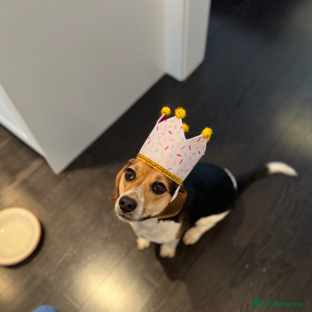 Beagle dogs for sale: Rambunctious friendly Beagle - Image 3
