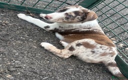 Mixed Breed dogs for sale: 3 quarter collie pups  - Image 2