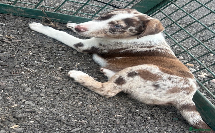 Mixed Breed dogs for sale - Advert 1