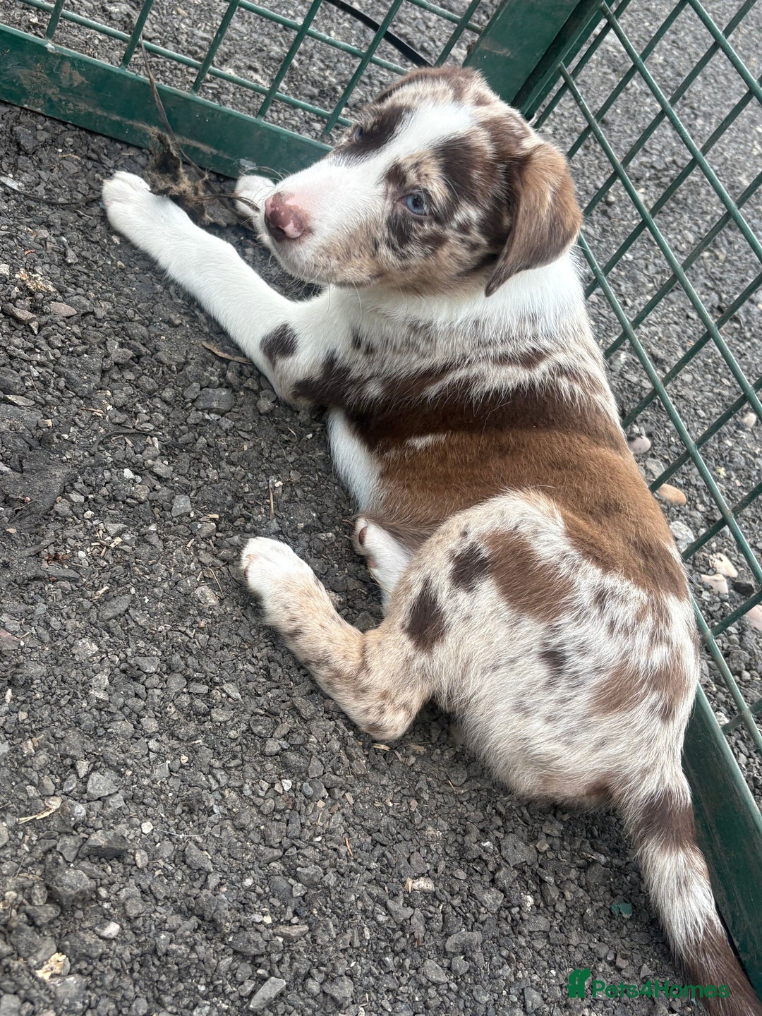 Mixed Breed dogs for sale: 3 quarter collie pups  - Image 2