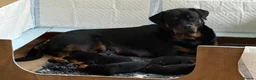 Rottweiler dogs for sale: Rottweiler Puppies  - Advert 1