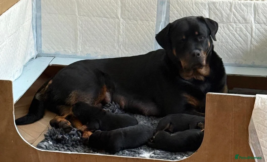 Rottweiler dogs for sale: Rottweiler Puppies  - Advert 1