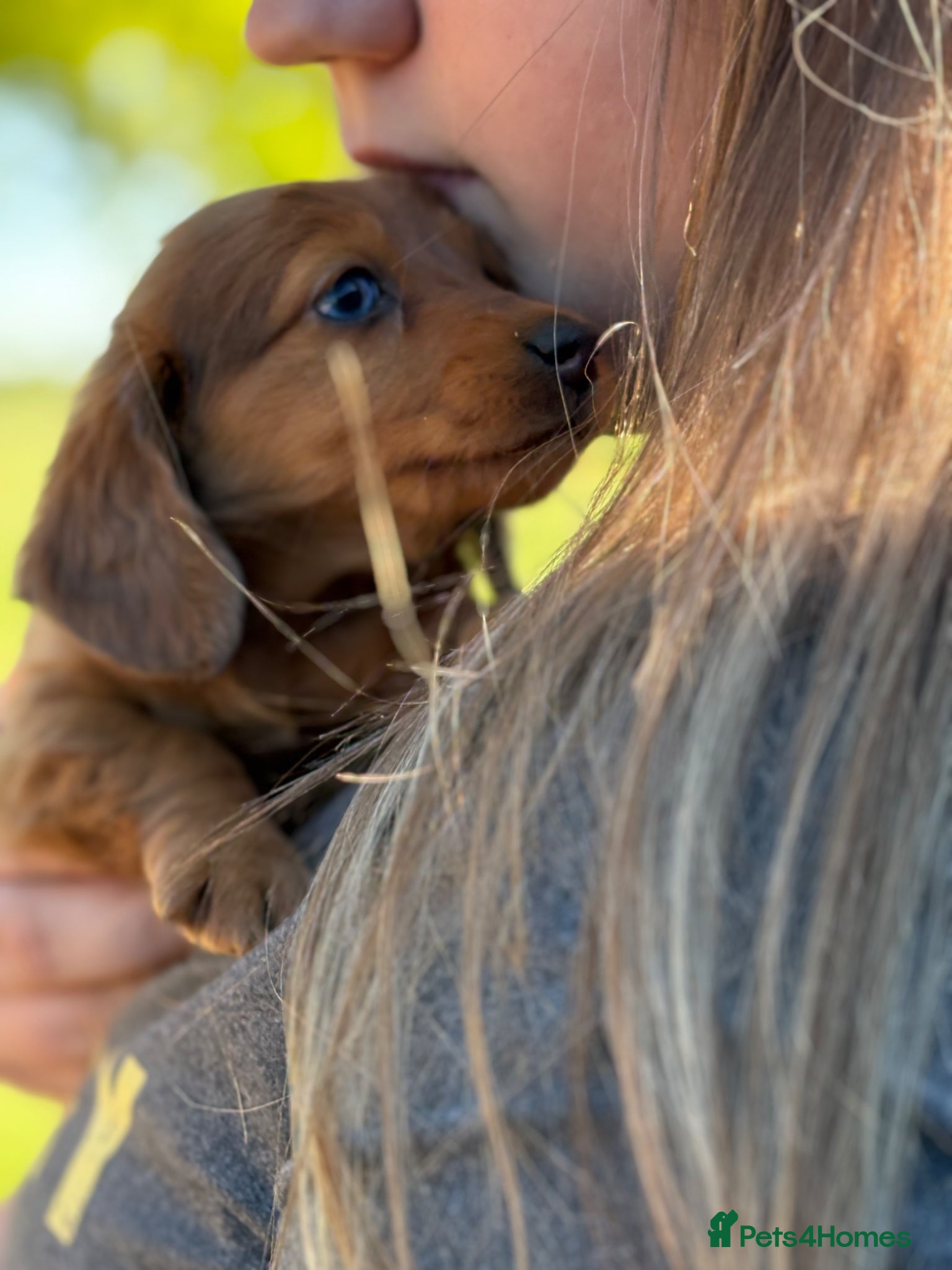 Dachshund dogs Adorable little sausages are almost ready  - Advert 10