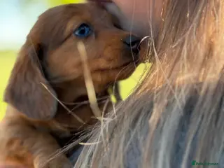 Dachshund dogs Adorable little sausages are almost ready - Advert 6