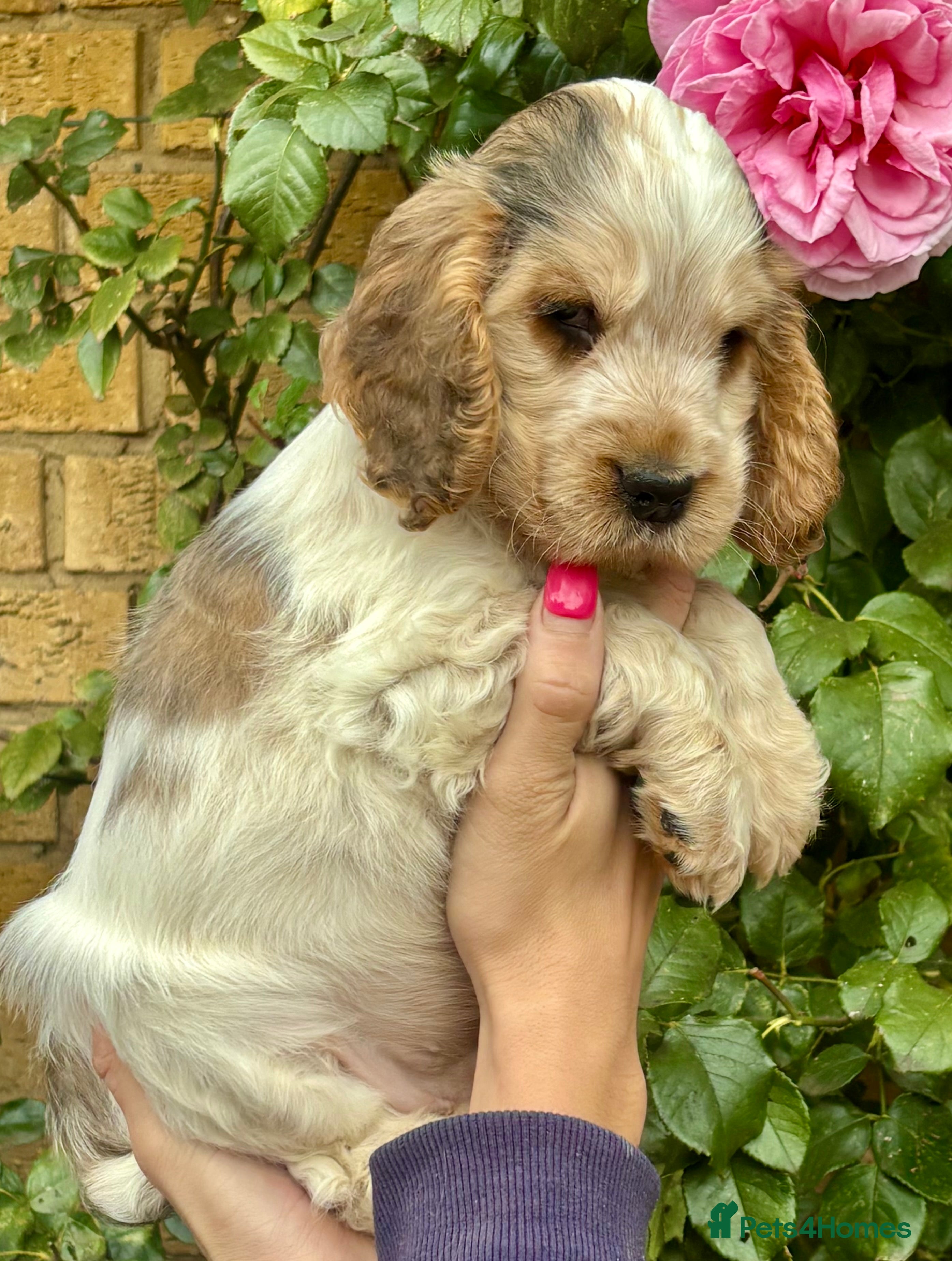 Cocker Spaniel dogs for sale: Champion Bloodlines Show Type Cocker Spaniels - Advert 1