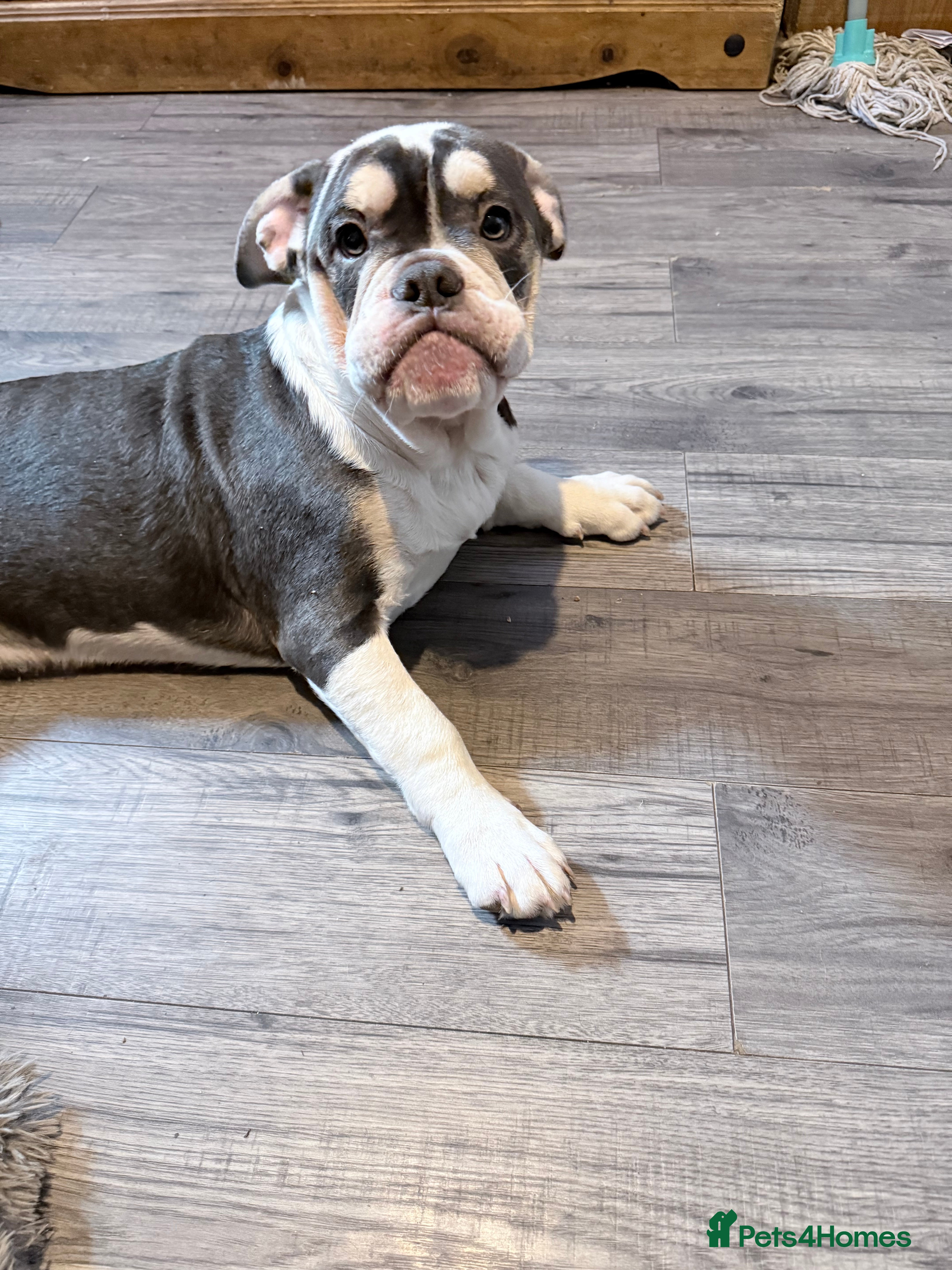 Mixed Breed dogs Bailey+Bella - Advert 5