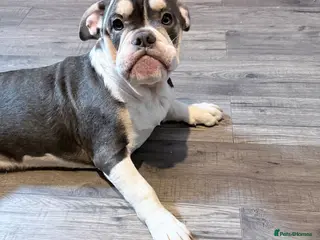 Mixed Breed dogs Bailey+Bella - Advert 1