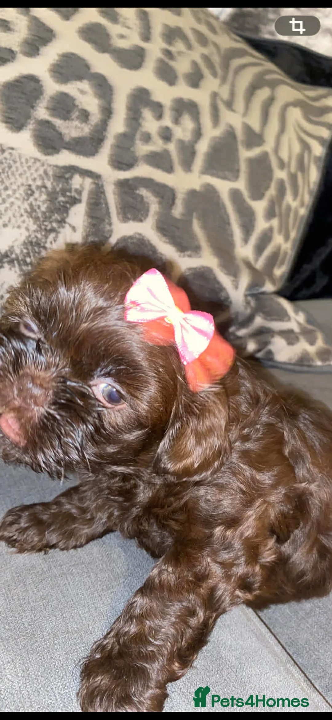 Shih Tzu dogs for sale: Shih Tzu Puppies For Sale - - Advert 15