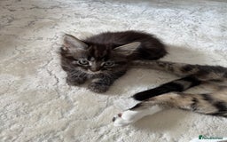 Mixed Breed cats for sale: 3 beautiful fluffy kittens  - Image 3