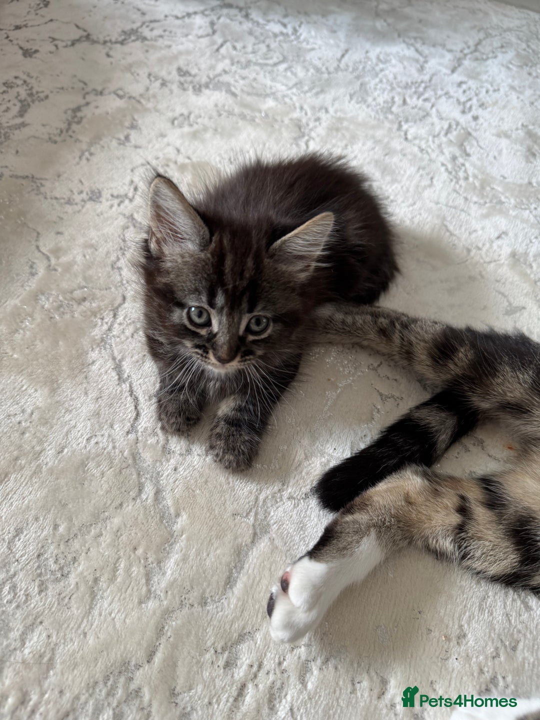 Mixed Breed cats for sale: 3 beautiful fluffy kittens  - Image 3