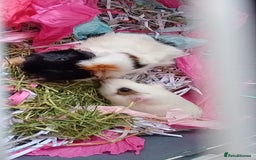 Guinea Pig rodents for sale: 2 male guinea pigs looking for their forever - Image 1