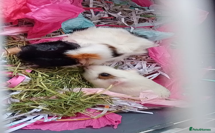 Guinea Pig rodents for sale - Advert 2