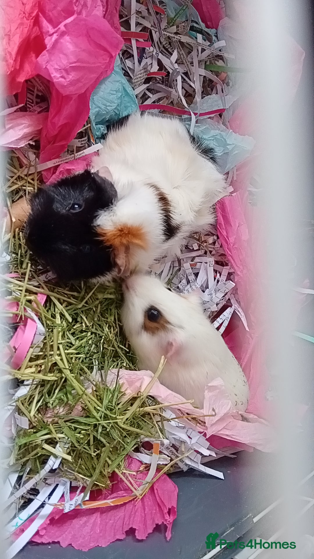 Guinea Pig rodents for sale: 2 male guinea pigs looking for their forever - Image 1