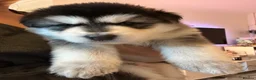 Mixed Breed dogs for stud: German Shepherd/Alaskan Malamute Isabella Coat - Advert 4