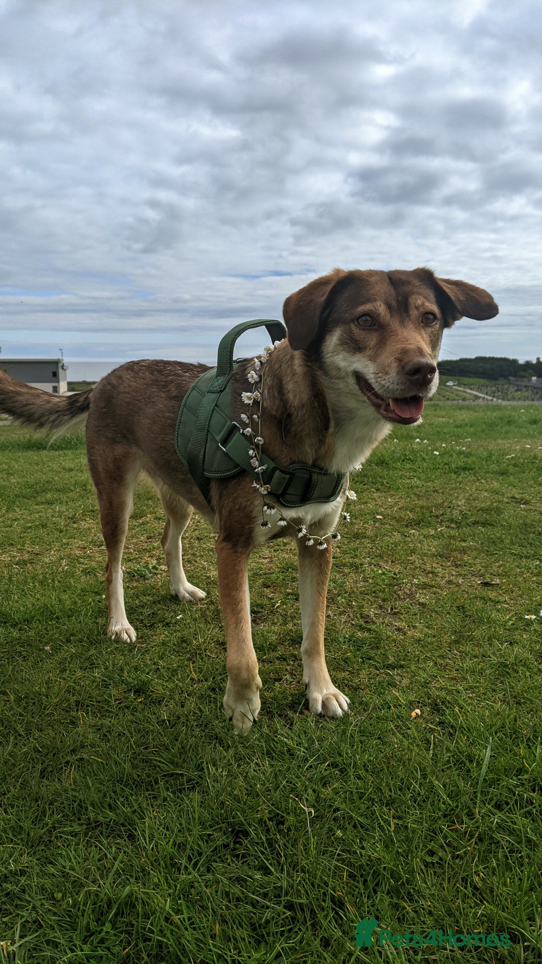 Mixed Breed dogs for sale: 6 year old mix breed  - Image 8